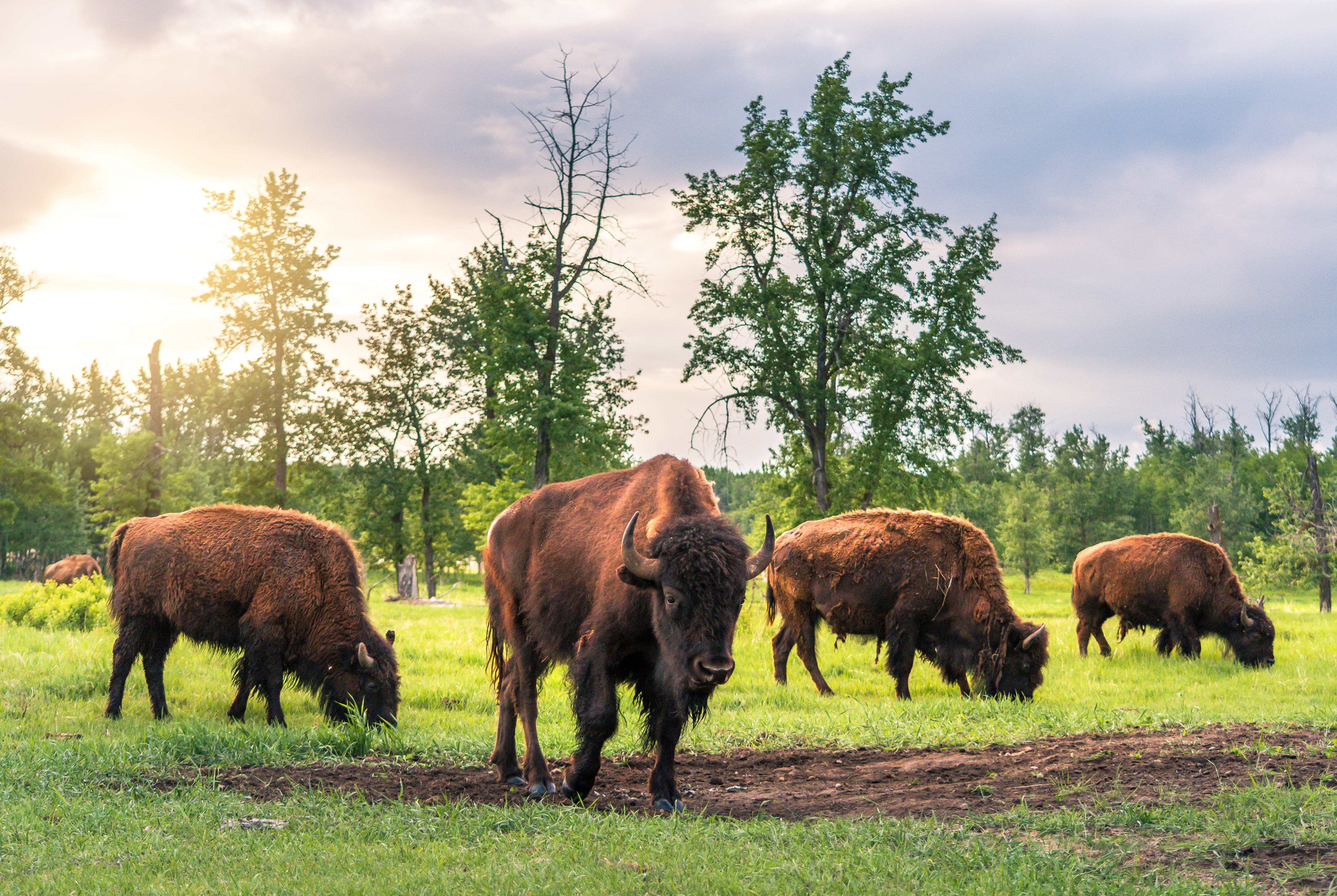 Bisontes en Elk Island National Park